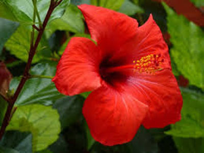 hibiskusse